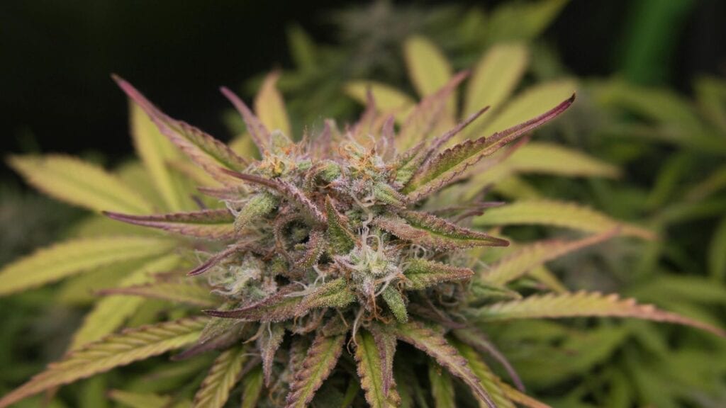 Common-Marijuana-Growing-Challenges