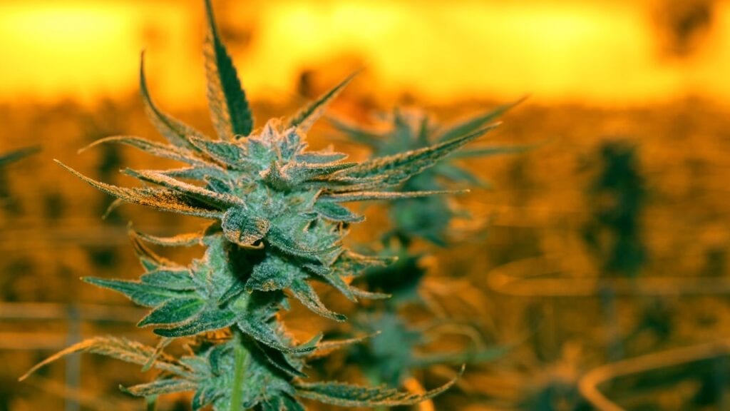 Marijuana-Legalization-and-Privacy