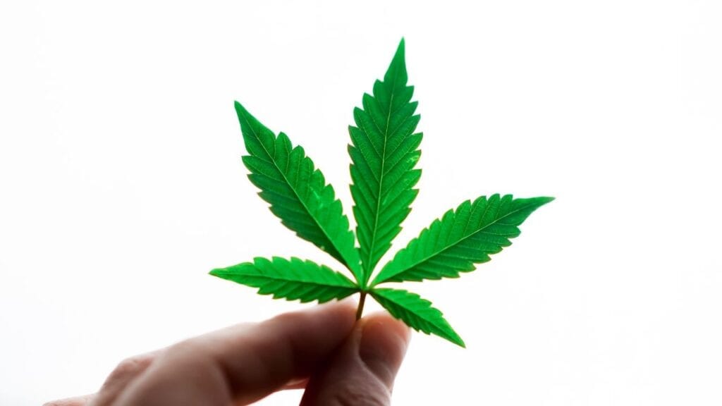 Medical-Marijuana-Cost-Savings