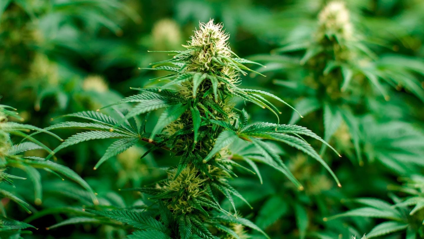 Guide to Growing Medical Marijuana at Home in Rhode Island