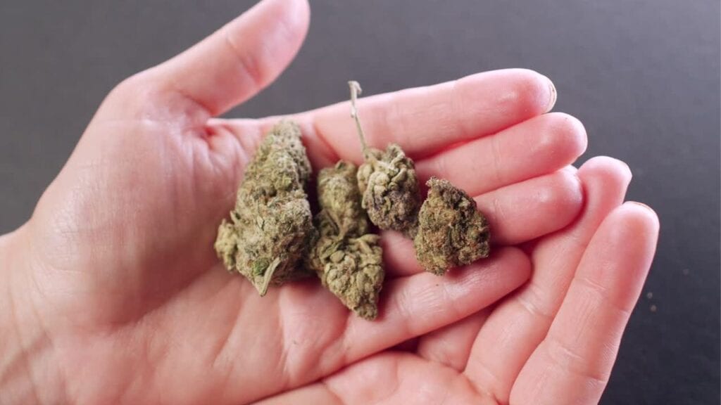 Medical-Marijuana-vs-Adult-Use-Marijuana-in-Rhode-Island