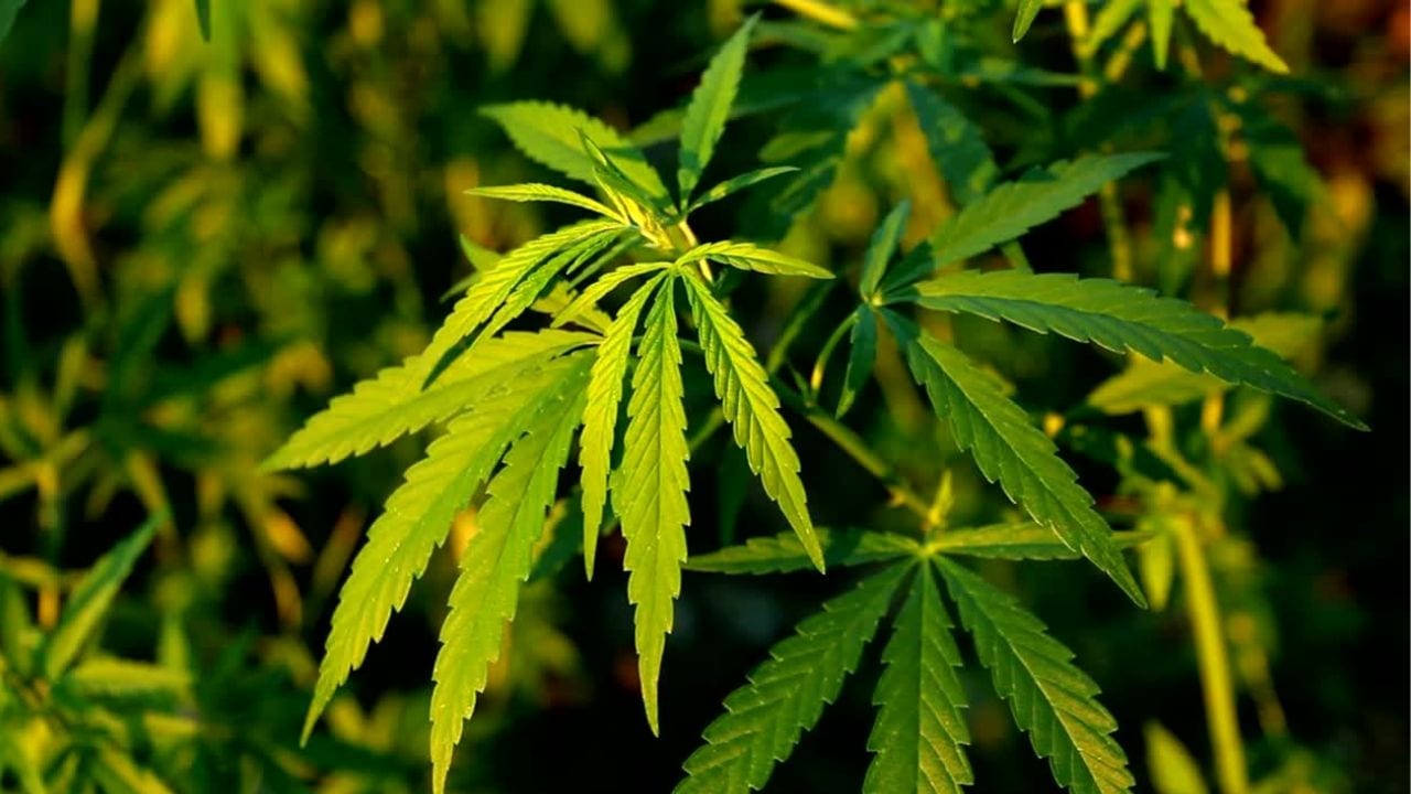 Medical Marijuana vs. Adult-Use Marijuana in Rhode Island
