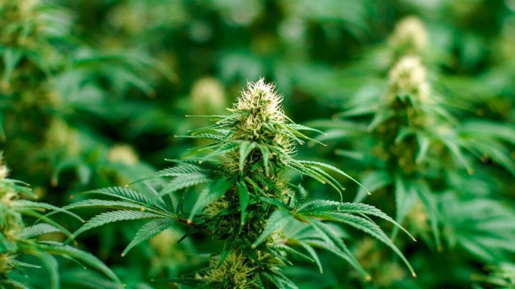 The-Science-Behind-Medical-Marijuana-for-Migraines
