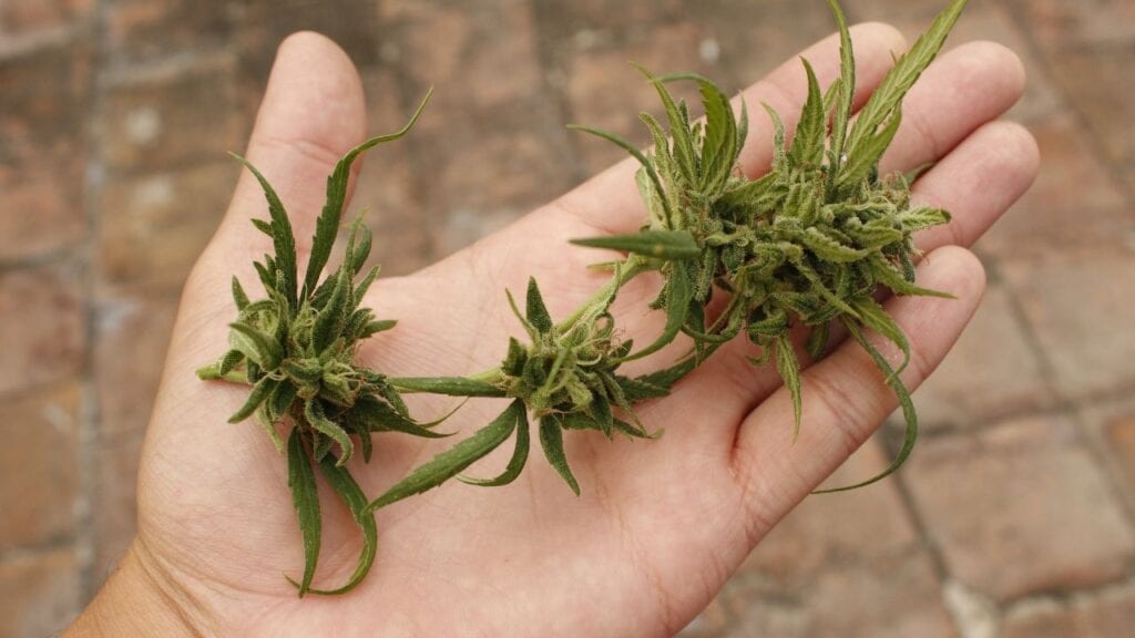 Tips-for-Using-Medical-Marijuana-for-Migraines
